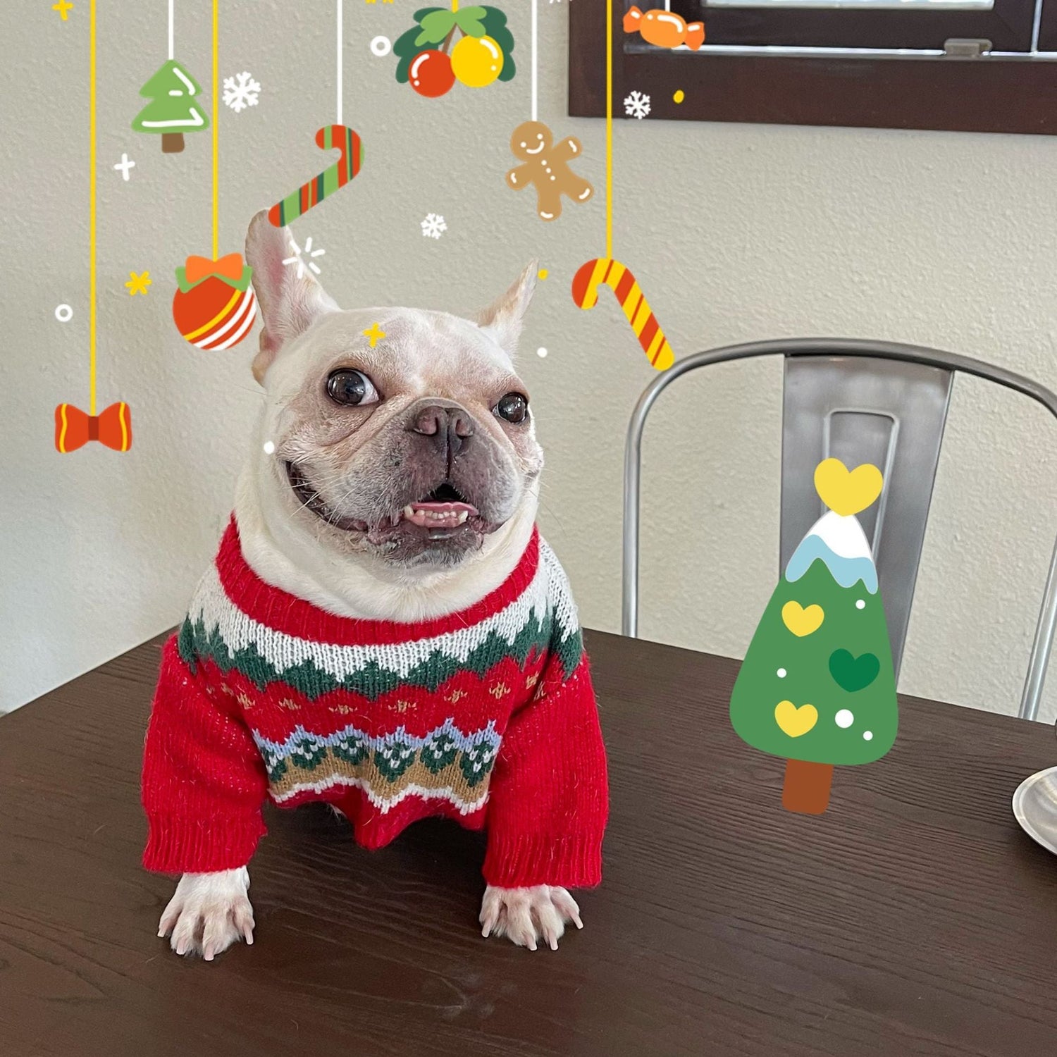 Pet Clothing &amp; Accessories
